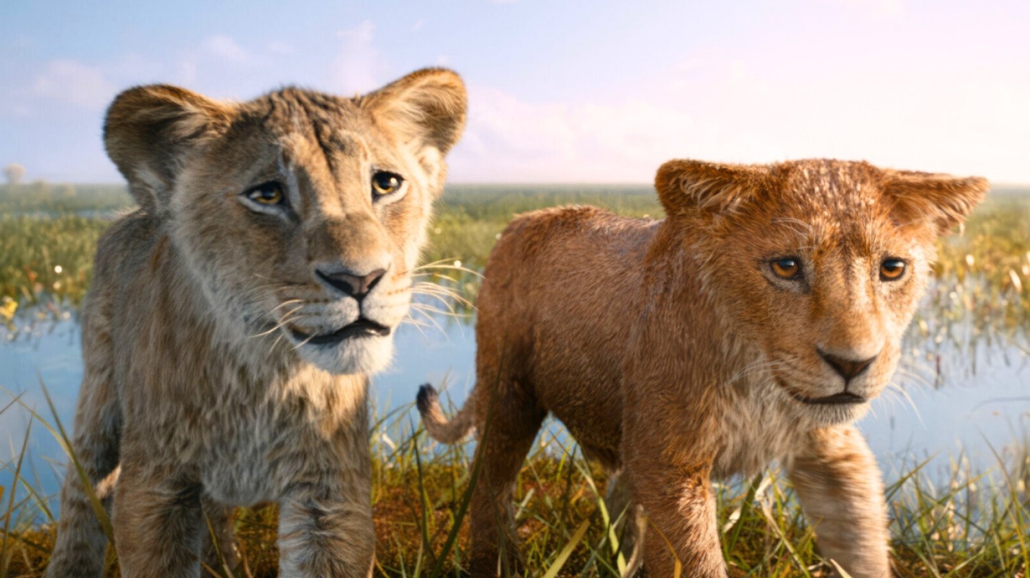 Powitajcie króla lwa na VOD. Podpowiadamy, gdzie obejrzeć "Mufasę" "Mufasa: Król lew" niebawem na VOD. Oto gdzie obejrzeć nowy film Disneya