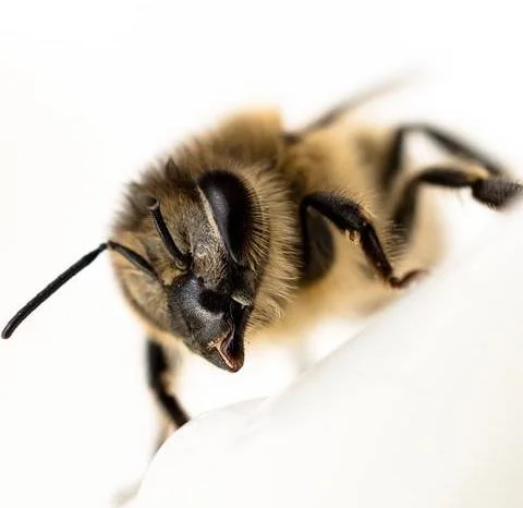 Propolis, czyli kit pszczeli, może być wytwarzany przez pszczoły lub osy w celu uszczelnienia ula przed wlotem zimnego powietrza w czasie chłodu. Ma też inne zastosowania.
