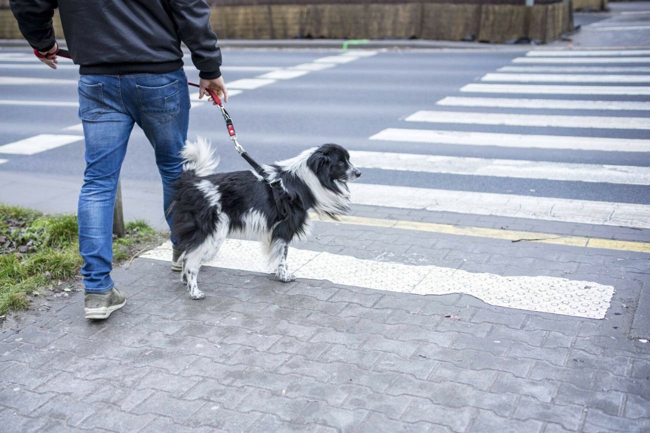 Niecodzienna sytuacja w Częstochowie