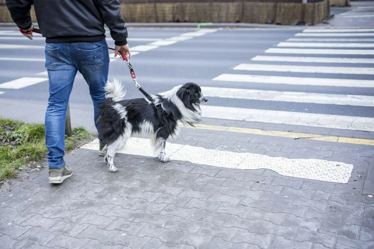 Niecodzienna sytuacja w Częstochowie