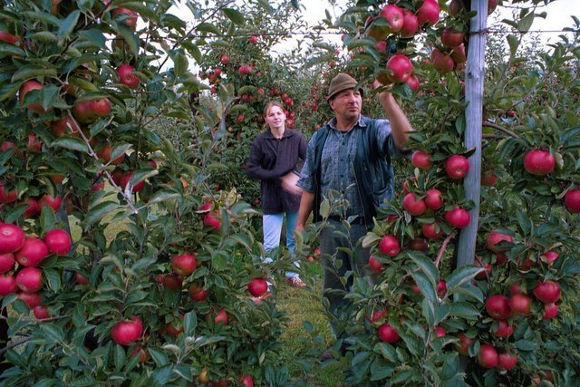 Rolnicy sami niszczą szansę wejścia na nowe rynki sprzedaży jabłek.