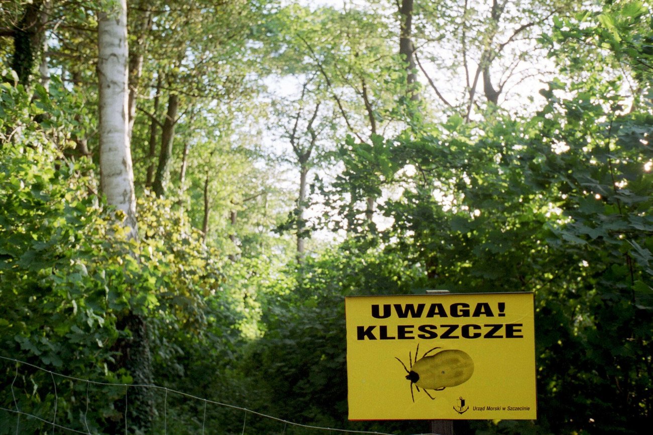 W rozpoznawaniu boreliozy dochodzi wciąż do błędów. Chorobę potwierdza się i leczy u wielu zdrowych osób.