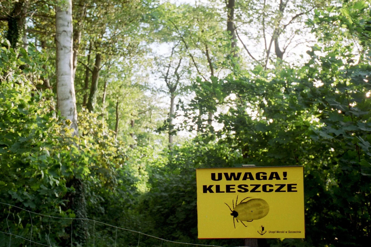 W rozpoznawaniu boreliozy dochodzi wciąż do błędów. Chorobę potwierdza się i leczy u wielu zdrowych osób.