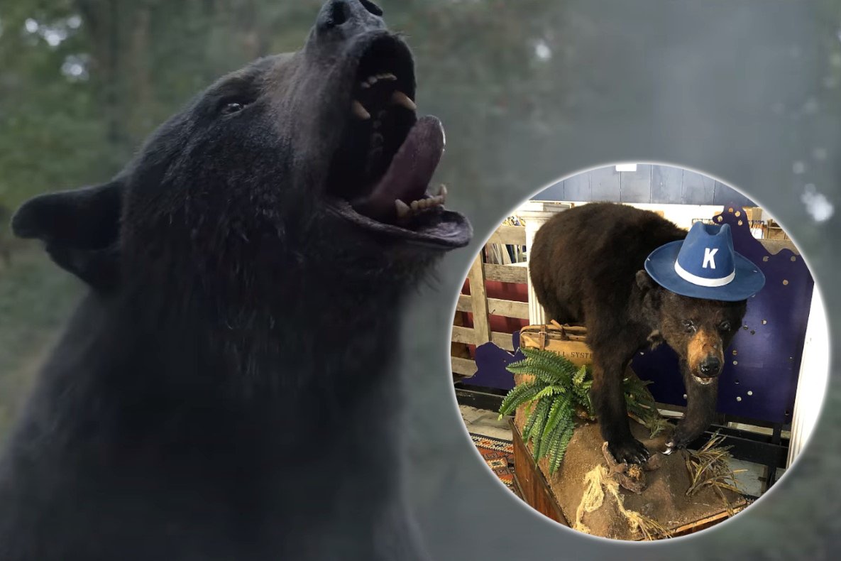 "Kokainowy miś" z filmu (po lewej) jest inspirowany prawdziwym niedźwiedziem, który zjadł kokainę.