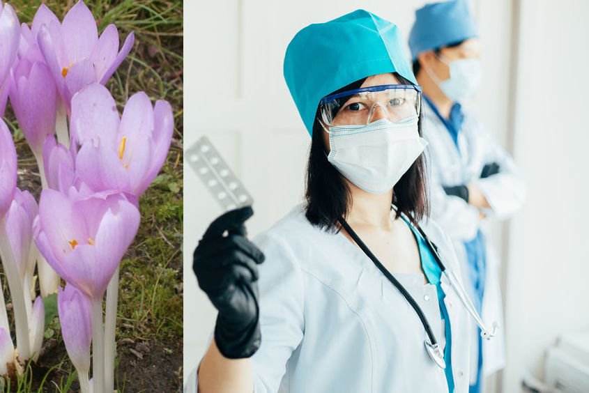 Kolchicyna nowym lekiem na covid-19? Tani preparat na dnę moczanową może pomóc zakażonym koronawirusem.