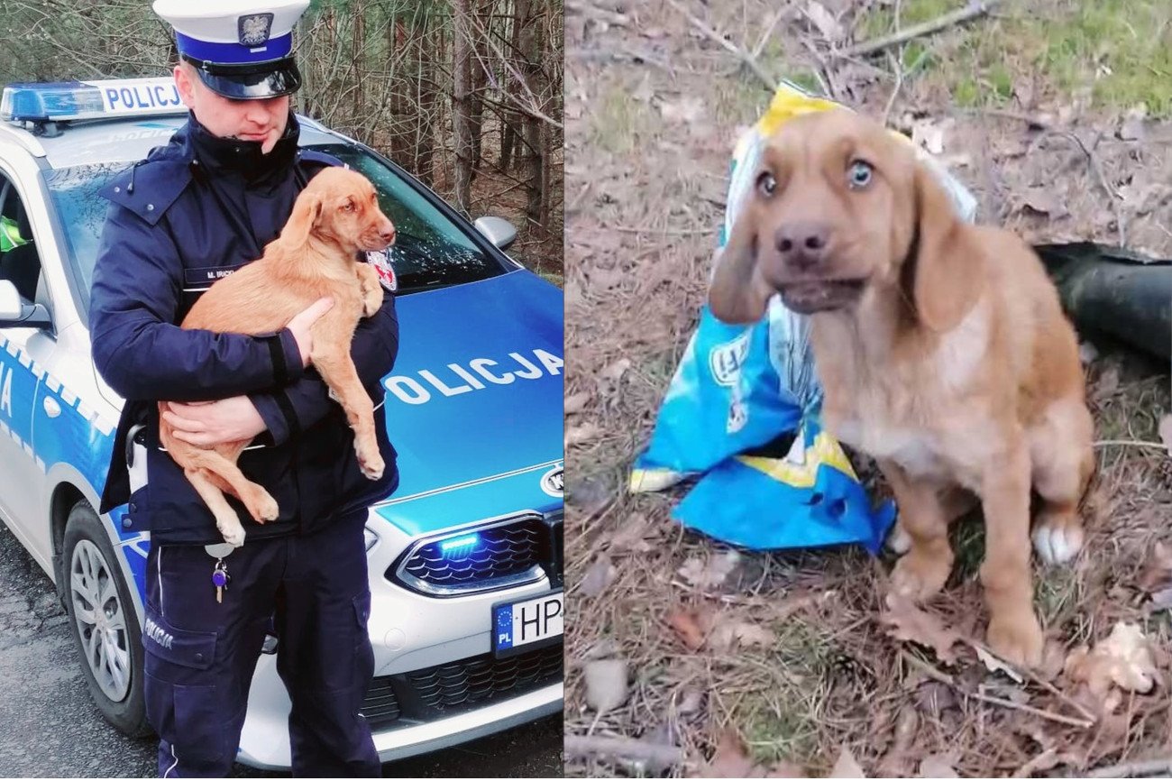 Policjanci uratowali psa porzuconego w reklamówce w lesie.