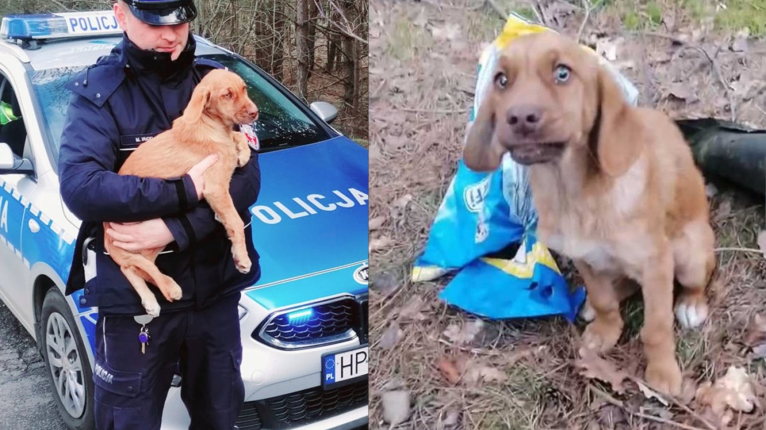 Policjanci uratowali psa porzuconego w reklamówce w lesie.