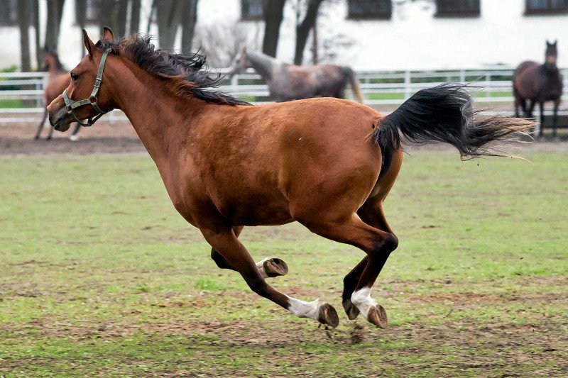 Poi katastrofalnym wyniku aukcji Pride od Poland oczy hodowców będą we wrześniu zwrócone na Kraków.