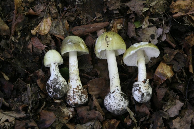 Kobiety zatruły się muchomorem sromotnikowym. Podobnie jak dwójka innych osób.