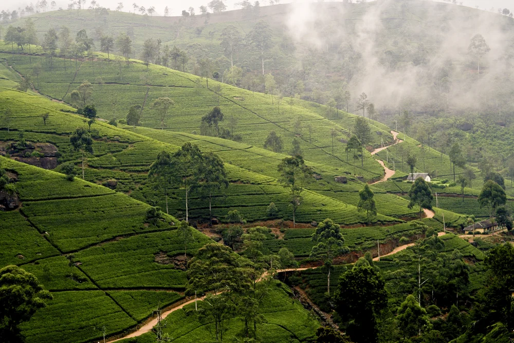 [url=http://shutr.bz/1fjo8s9] Pola herbaty w Nuwara Eliya [/url]
