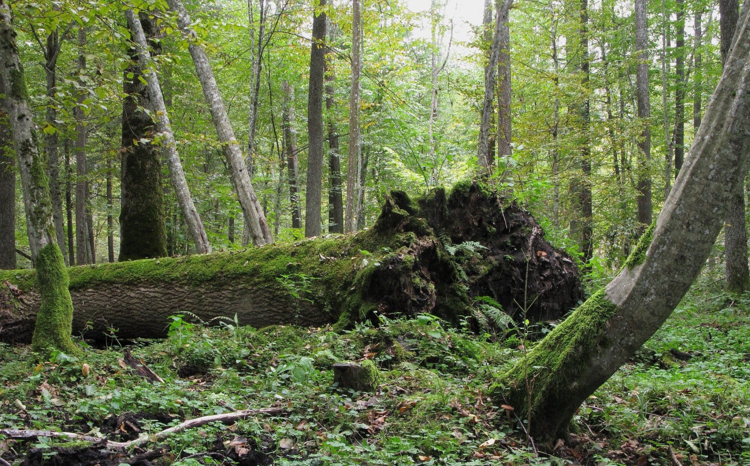 Puszcza Białowieska