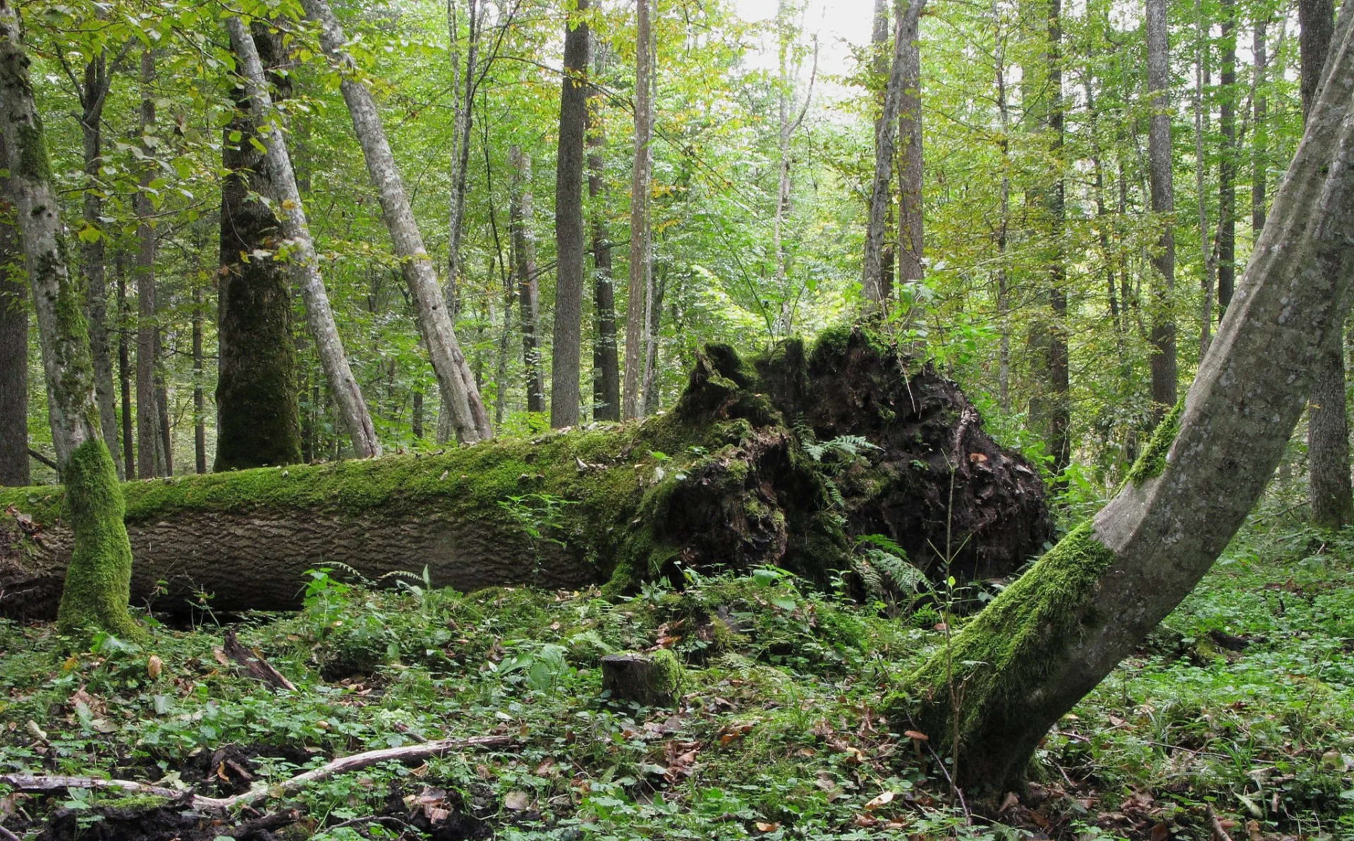 Puszcza Białowieska