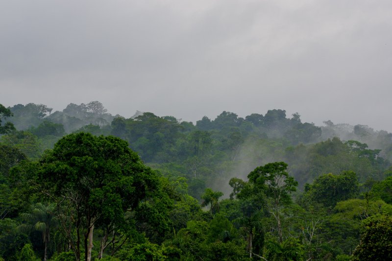 Lasy deszczowe w Amazonii