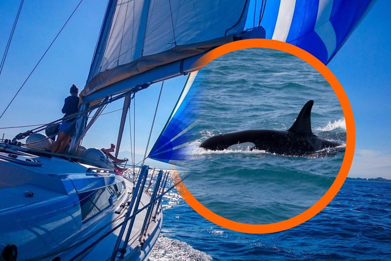 Orki zaatakowały turystów. Ratunek przyszedł w ostatniej chwili