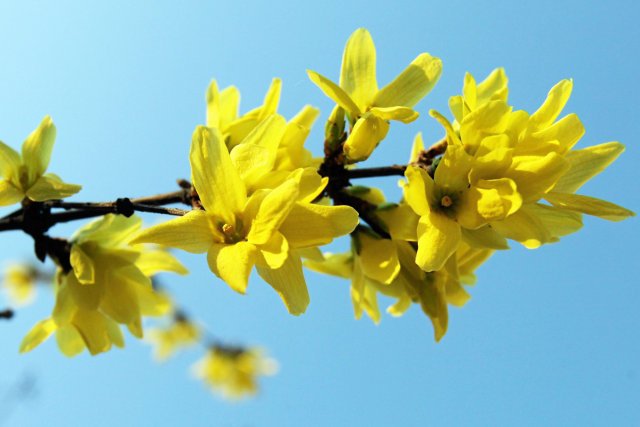 Pierwszym dniem wiosny jest w tym roku 20 marca