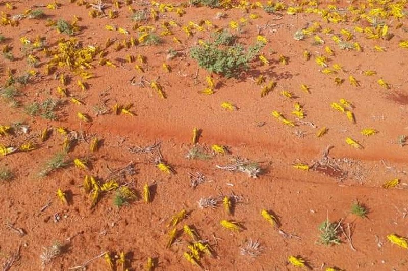 Z powodu inwazji szarańczy dotkniętych niedożywieniem może zostać 28 milionów osób.