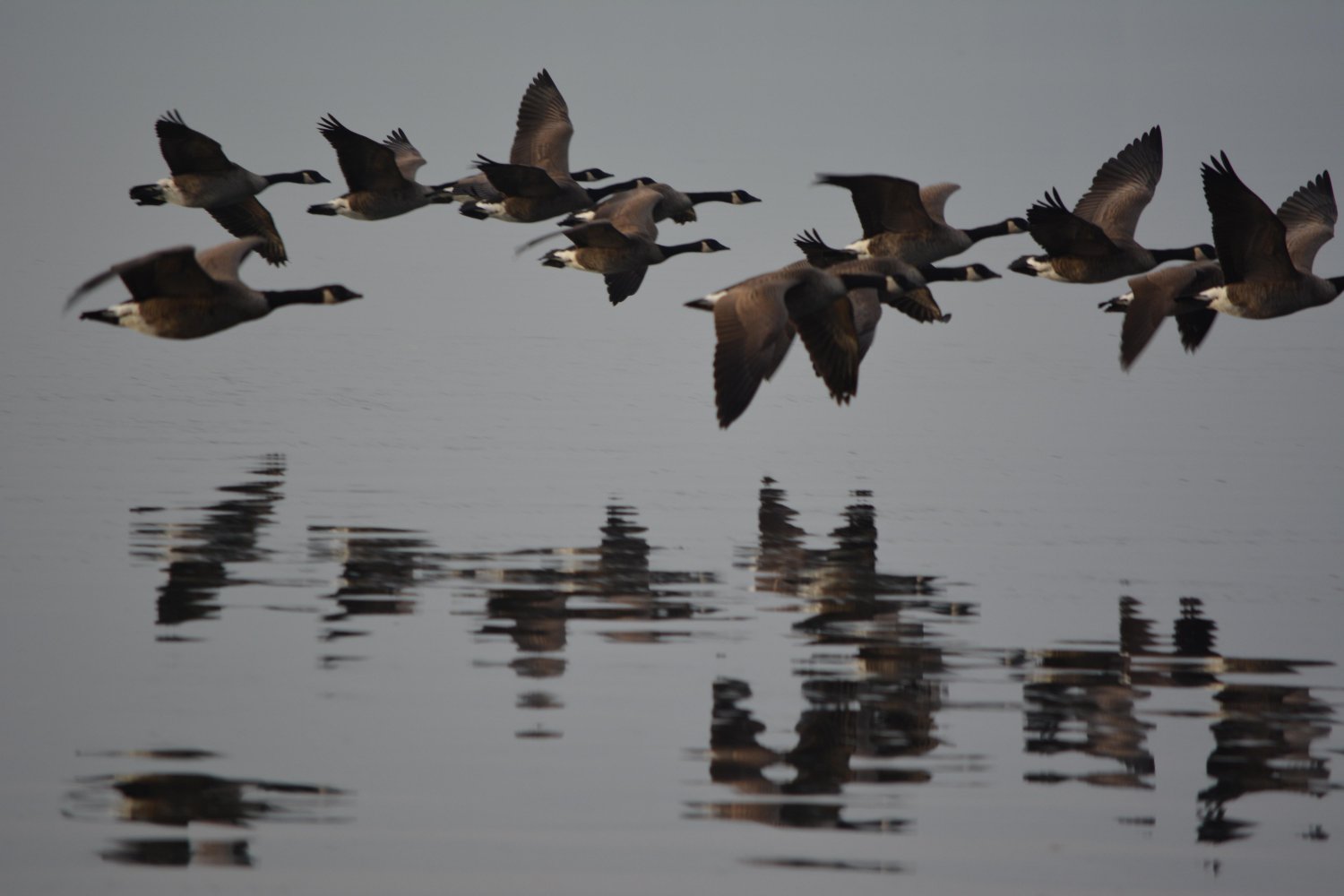 ptaki odlatujące za ciepłem, tak jak młodzi za pracą