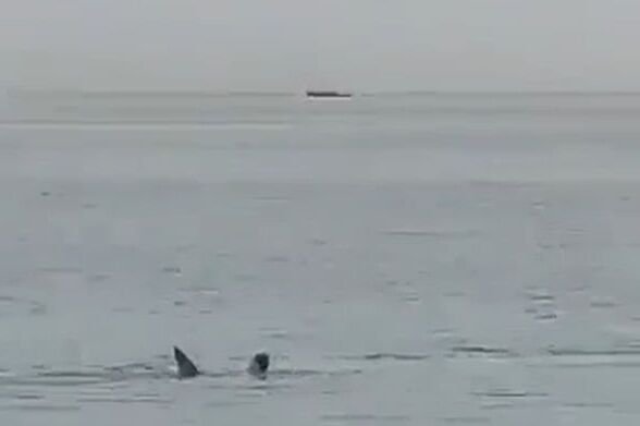 Rekin zjadł żywcem turystę na oczach ludzi w Hurghadzie.