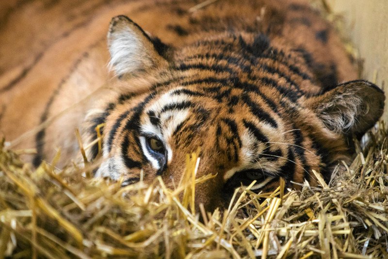 Tygrysy, które trafiły do zoo w Poznaniu, zostały objęte 30-dniową kwarantanną.