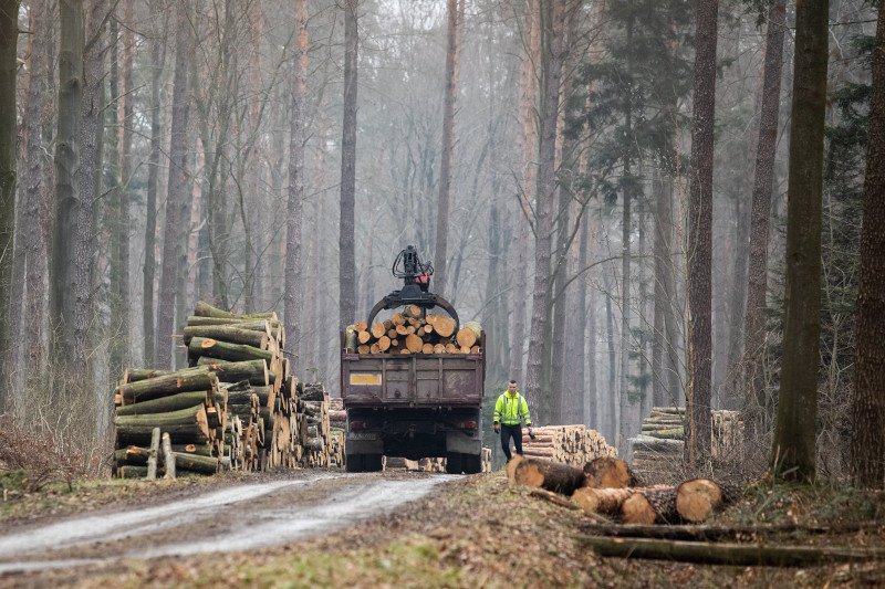 Wycinki lasów wzbudzają niepokój wielu osób. Jak tłumaczą je leśnicy?