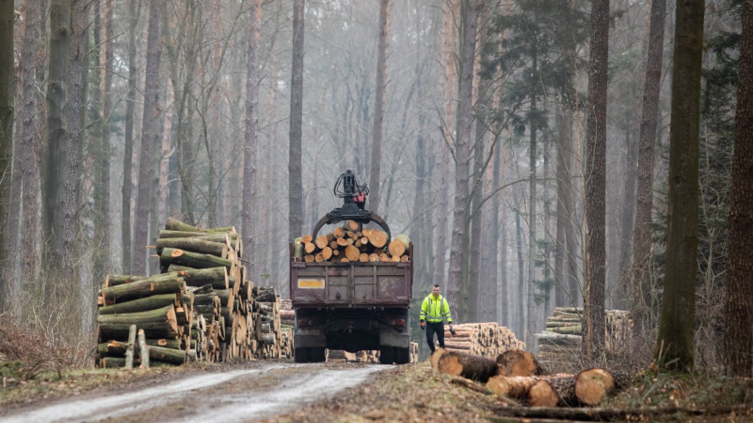 Wycinki lasów wzbudzają niepokój wielu osób. Jak tłumaczą je leśnicy?