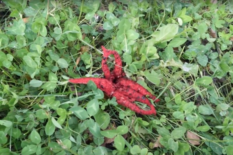 Okratek australijski często występuje w woj. podkarpackim.