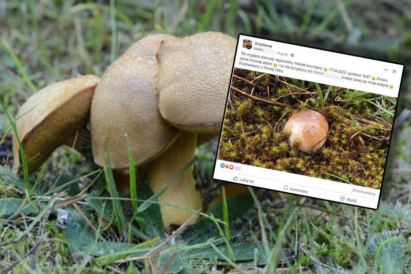 Maślaki nie wyrastają zwykle w kwietniu