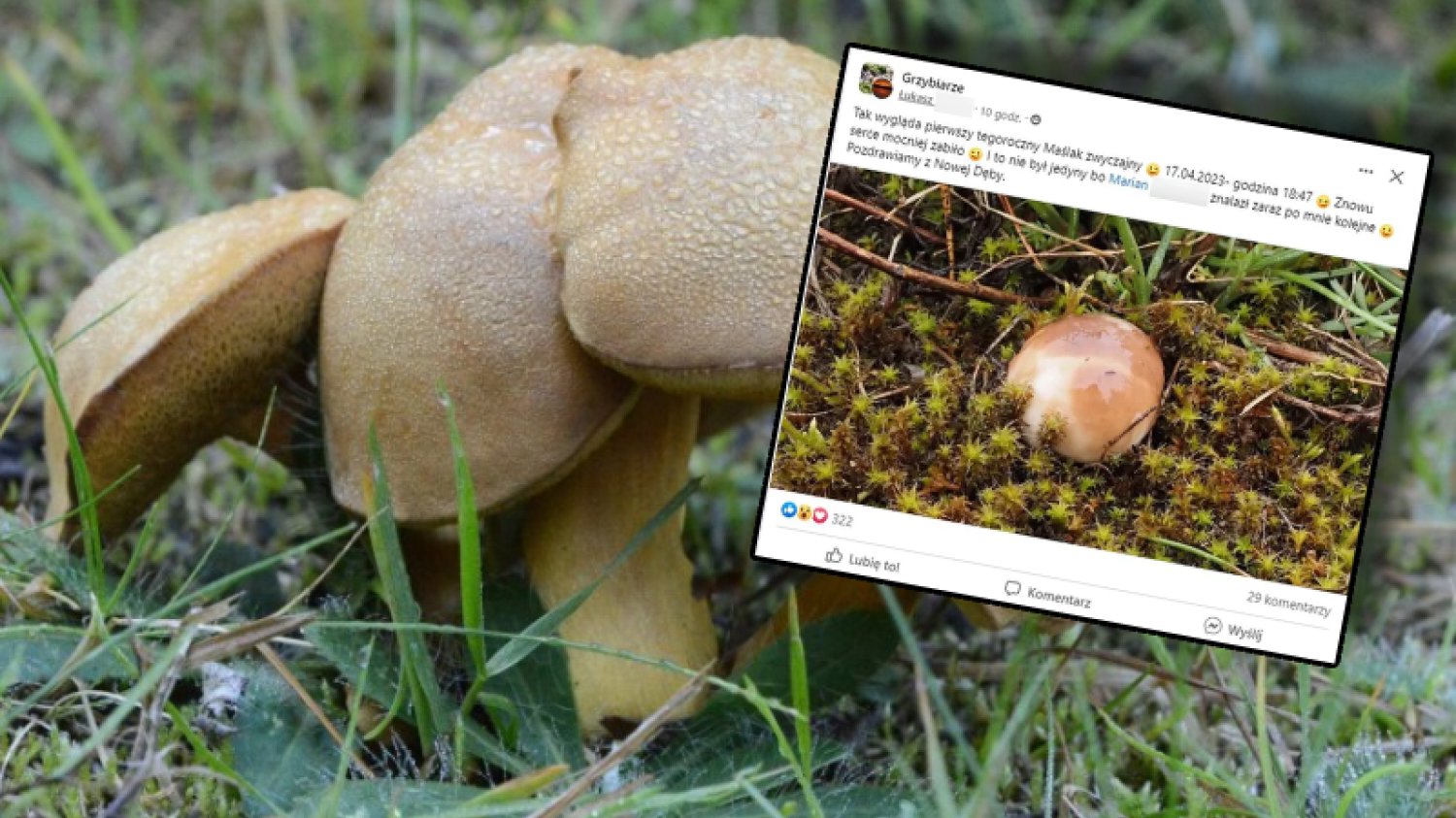 Maślaki nie wyrastają zwykle w kwietniu