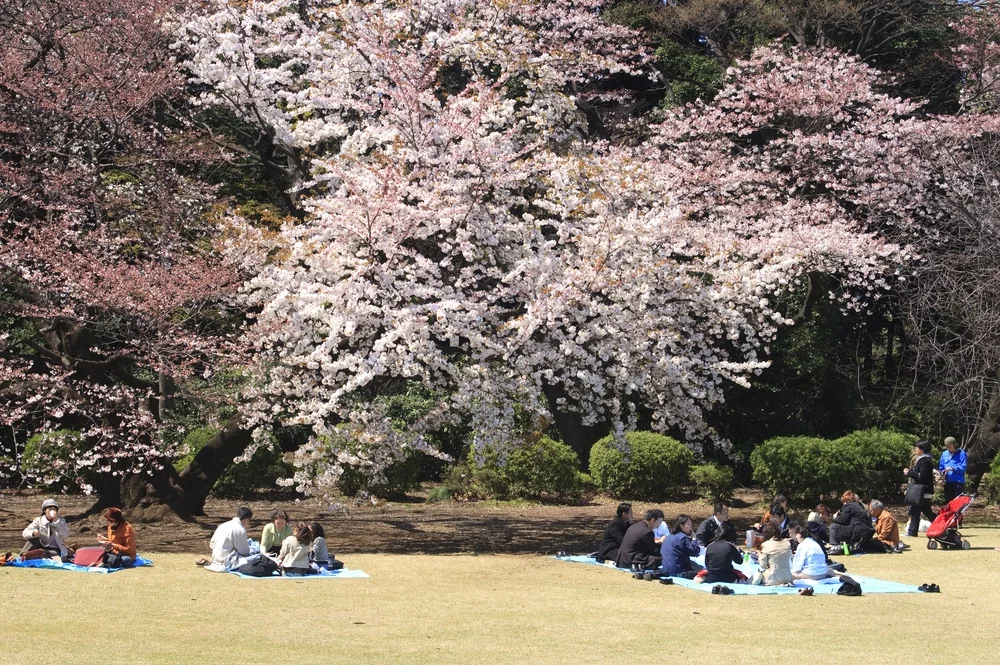 [url=http://shutr.bz/1e7wxcj] Hanami w parku Shinjukugyoen w Tokio [/url]