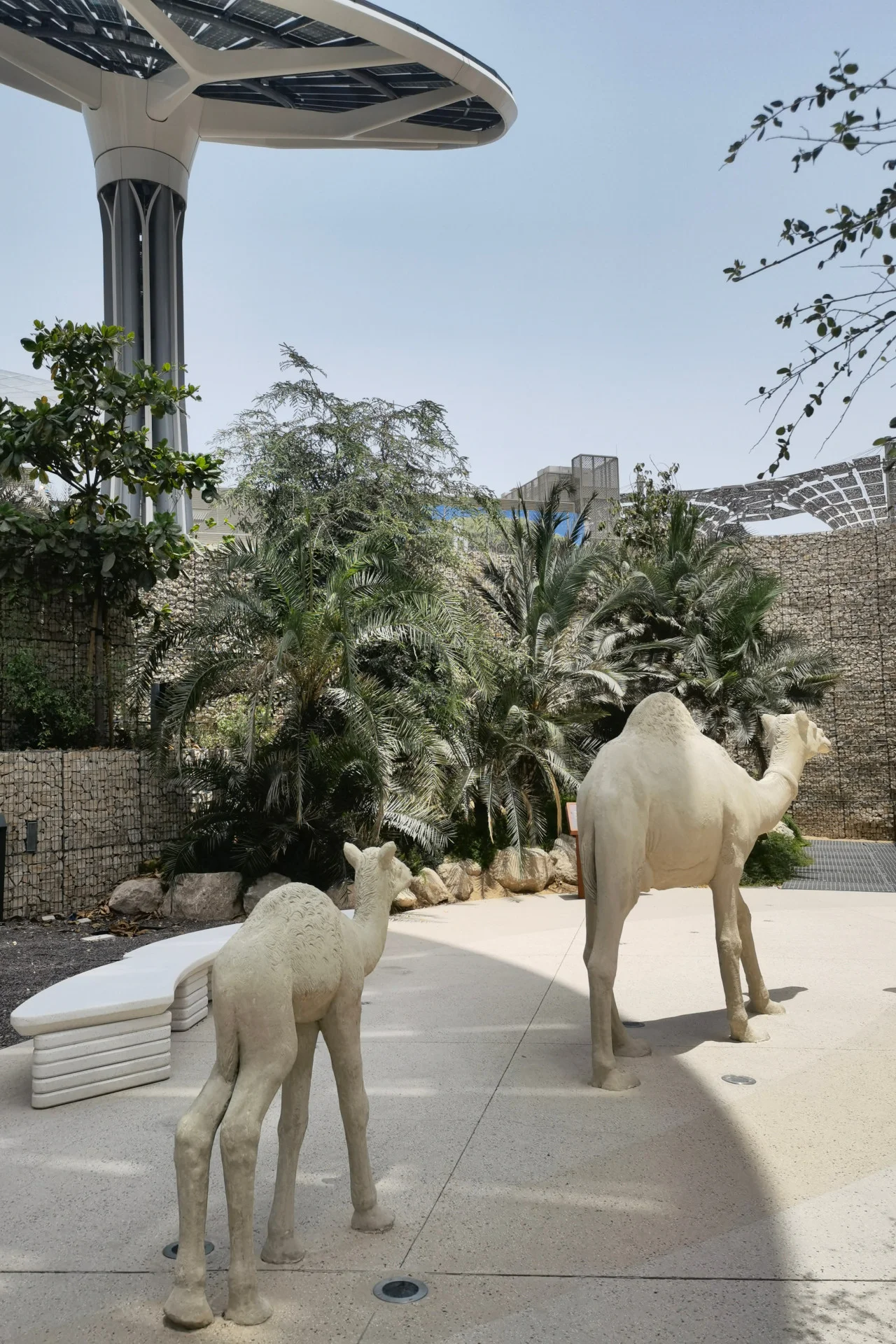 Te wielbłądy można spotkać na terenie dubajskiego Expo 2020