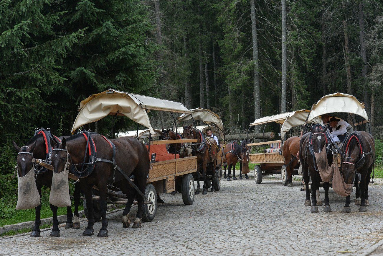 Od lat konie wożące turystów do Morskiego Oka budzą emocje. Co na to górale?