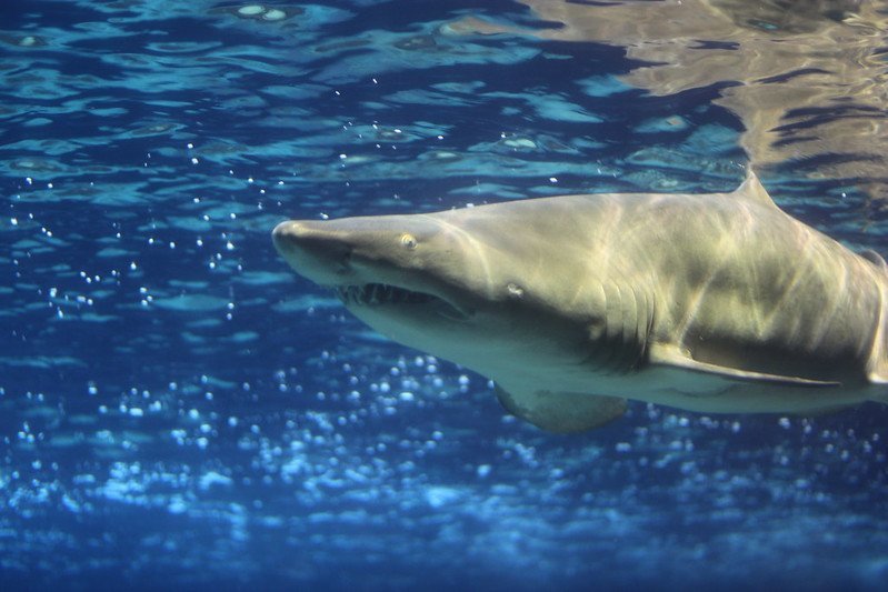 Kobieta uratowała męża, którego zaatakował rekin