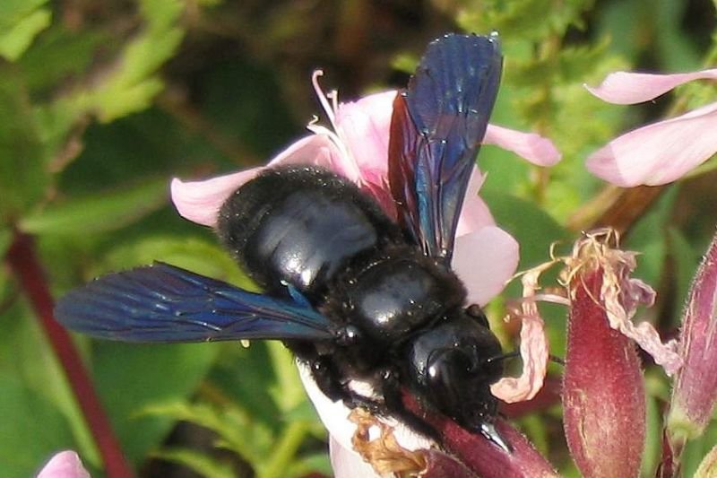 Czarna pszczoła.