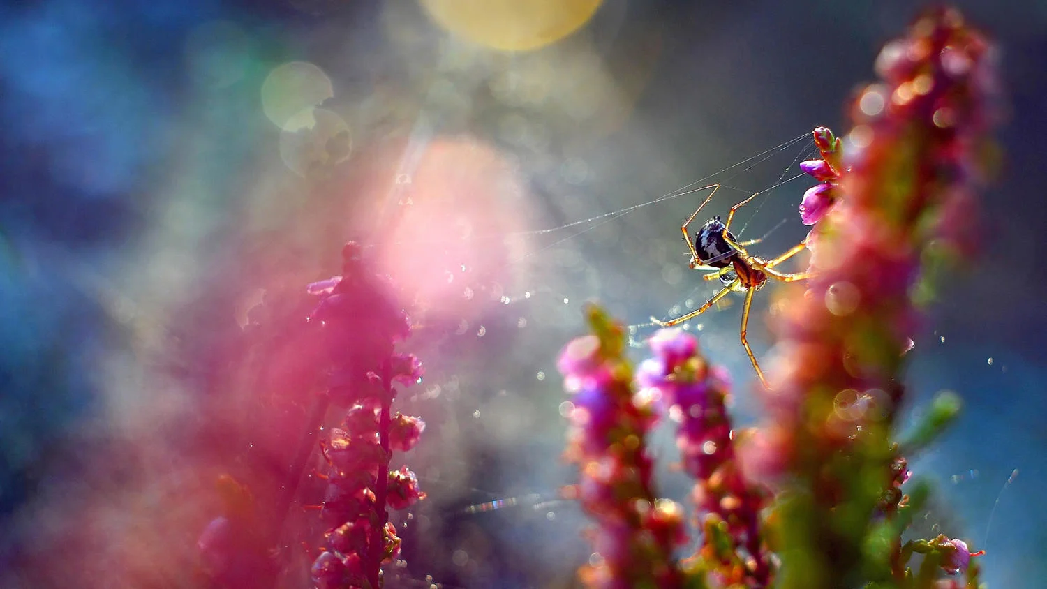 "The Weaver of Light"