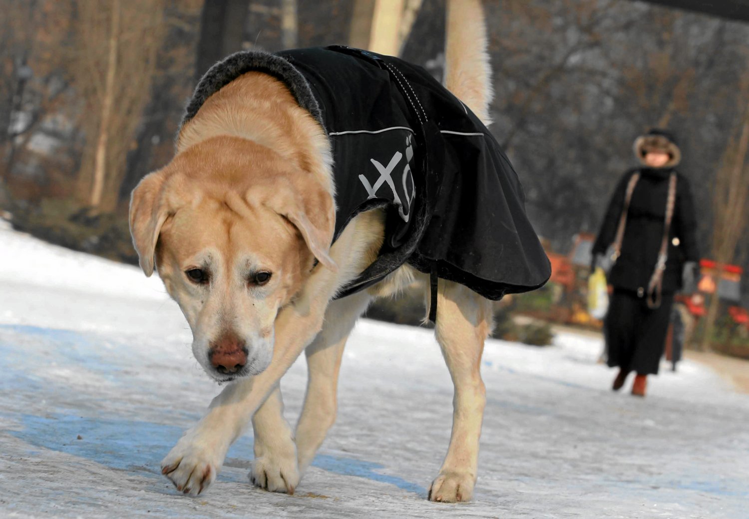 12-letni labrador Gutek. Niezbyt zadowolony z ubranka :-)