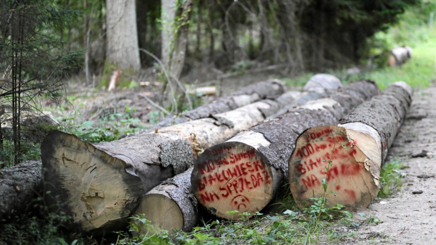 Dziś odbędzie się Marsz Solidarności z poszkodowanymi przez nawałnicę. Jednak Puszcza Białowieska to dość kontrowersyjne miejsce na taka inicjatywę.