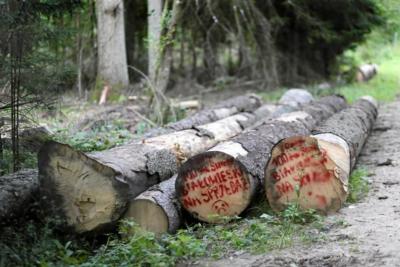 Dziś odbędzie się Marsz Solidarności z poszkodowanymi przez nawałnicę. Jednak Puszcza Białowieska to dość kontrowersyjne miejsce na taka inicjatywę.