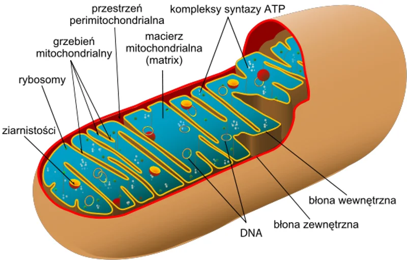 Schemat budowy mitochondrium ludzkiego
