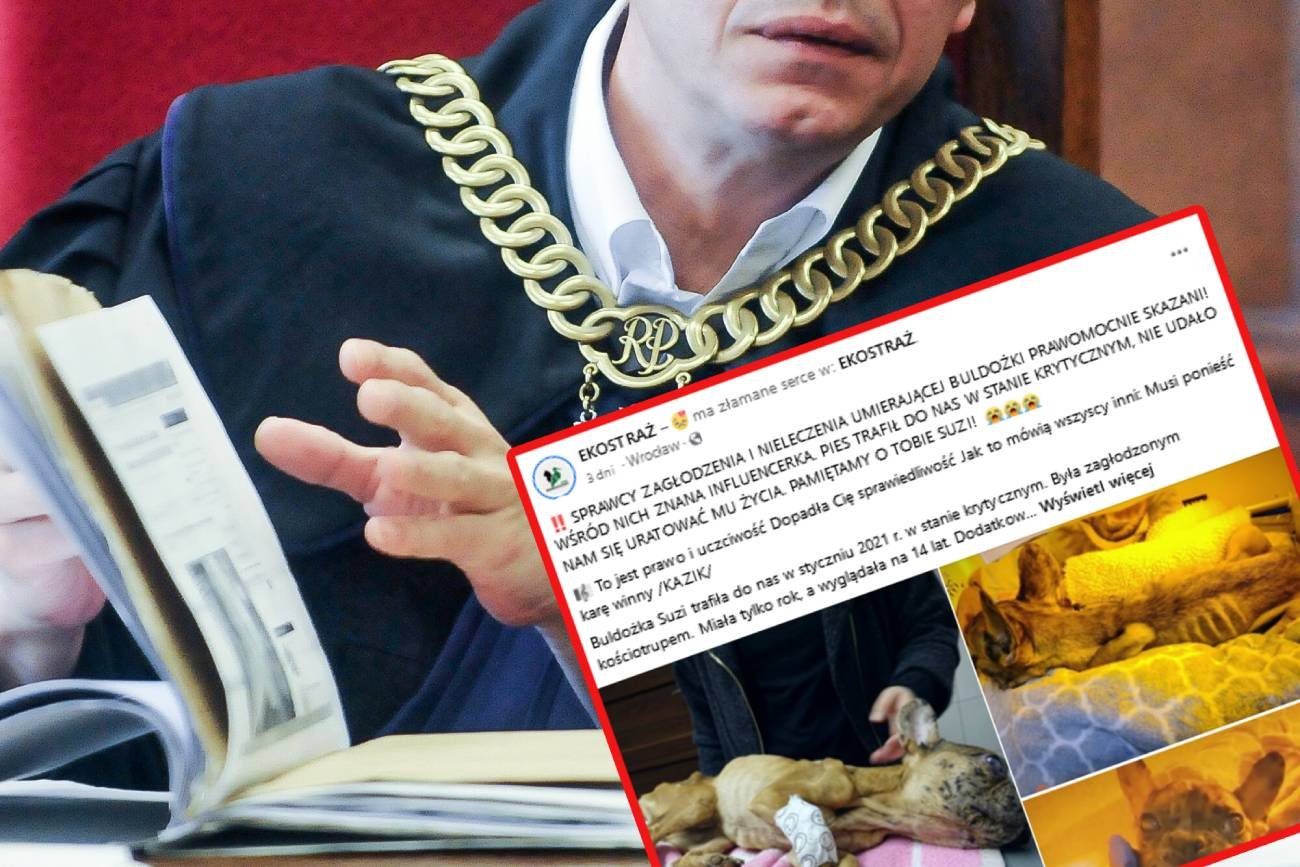 Wrocław: Pies zagłodzony przez influencerkę. Bulwersująco niska kara