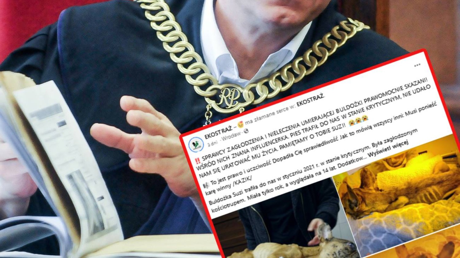 Wrocław: Pies zagłodzony przez influencerkę. Bulwersująco niska kara