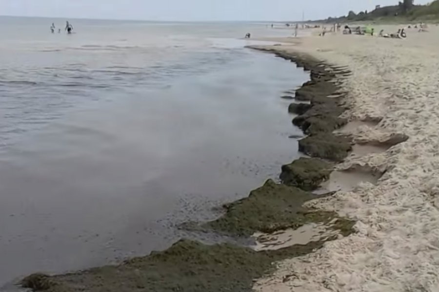 Sinice nad Bałtykiem.