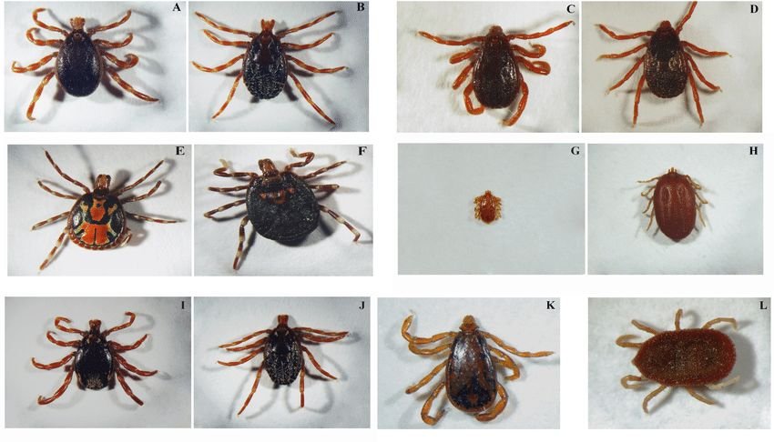 Kleszcze wędrowne Hyalomma marginatum wywołujące gorączkę krwotoczną (krymsko-kongijską): Hyalomma marginatum rufipes, samiec (A), samica (B); Rhipicephalus evertsi C, D; Amblyomma variegatum E, F; Rhipicephalus (Bophilus) decoloratus G,H; Hyalomma trunca