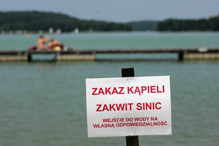 Kiedy na zewnątrz robi się cieplej, kąpieliska w całej Polsce coraz częściej mają problem z zakwitem sinic. W jaki sposób rozpoznać objawy zatrucia tymi cyjanobakteriami?
