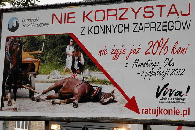 Na drodze do Morskiego Oka doszło do przepychanek – obrońcy praw zwierząt kontra górale