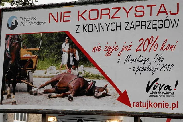 Na drodze do Morskiego Oka doszło do przepychanek – obrońcy praw zwierząt kontra górale