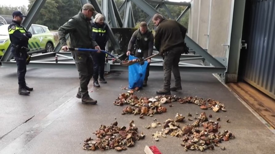 Przychodzą i konfiskują grzyby zebrane w lesie. Do tego wlepiają mandat