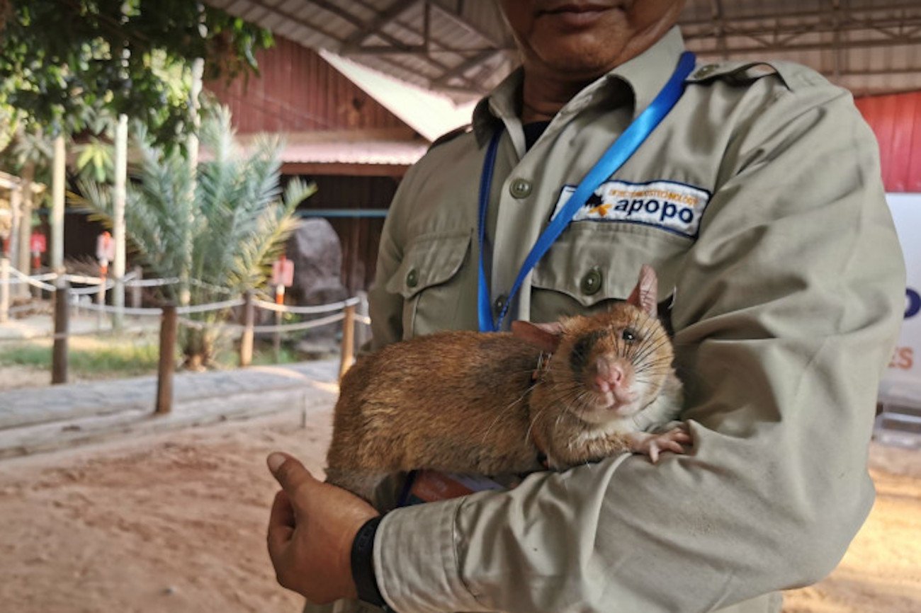 Ukraina należy dziś do najbardziej zaminowanych państw świata. Jak będzie wyglądała akcja rozminowywania? Na przykład w Kambodży do tego celu używają szczurów.