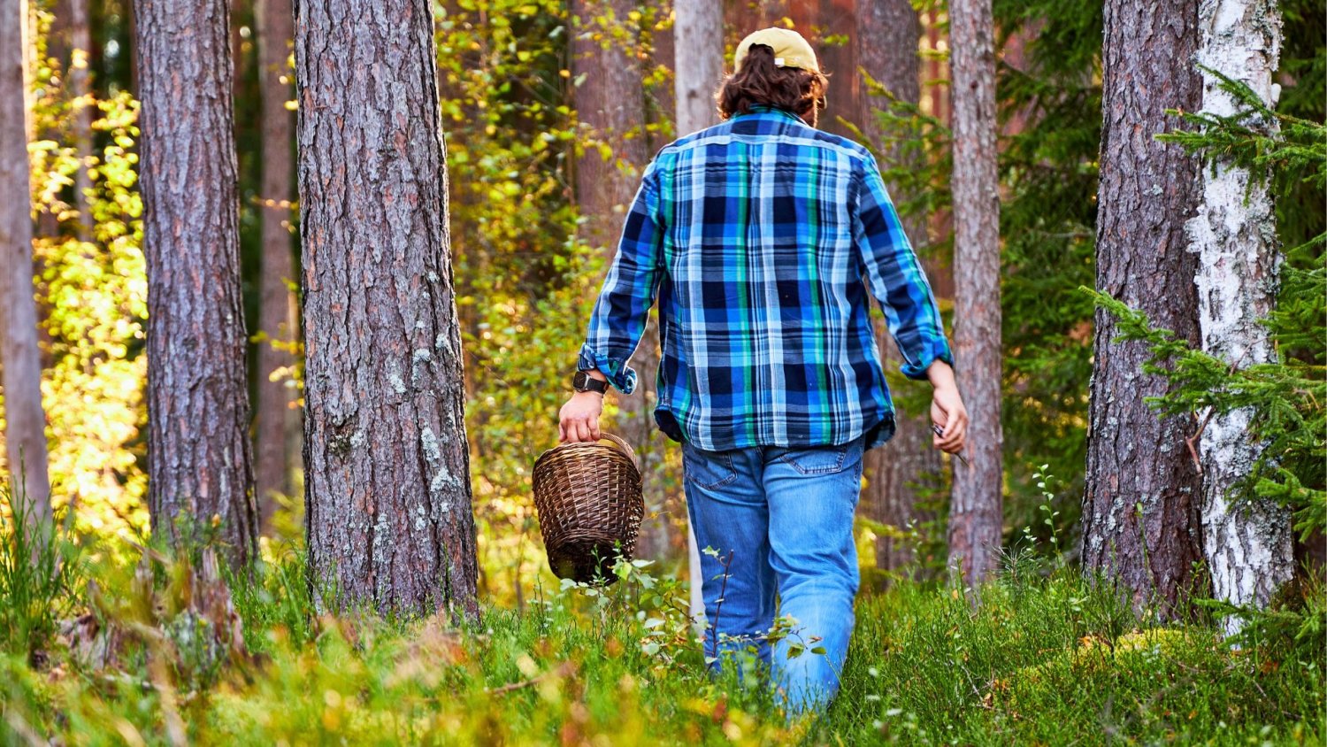 Grzyby w lasach już są. Pojawiły się rarytasy, ale łatwo o fatalną pomyłkę