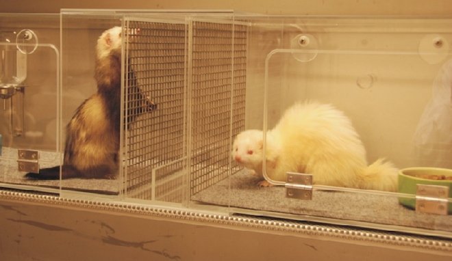 Fretki Rona Fouchiera - nosiciele zmutowanej odmiany H5N1