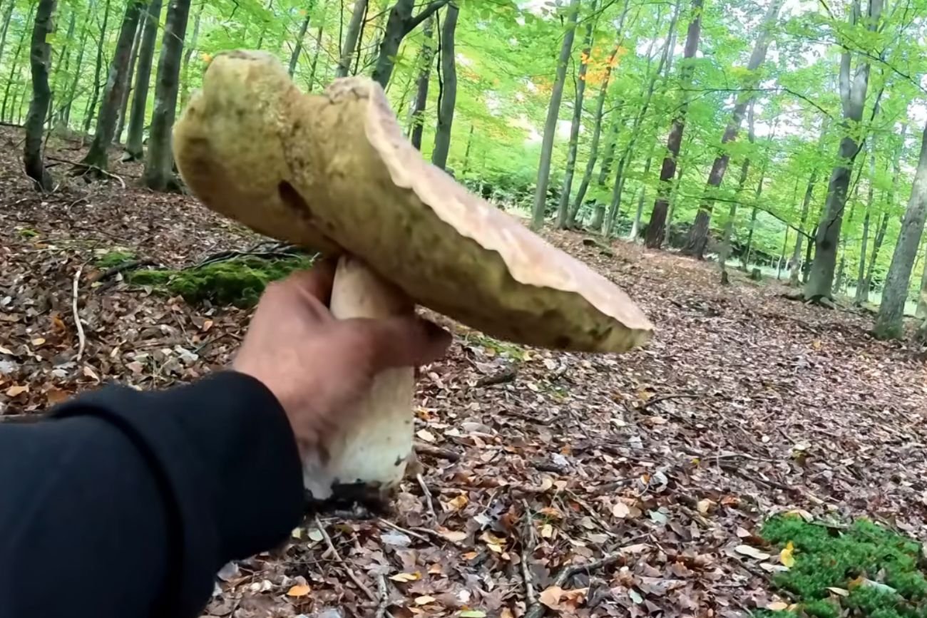 Rekordowe grzybobranie. Filmik wywołał burzę w sieci